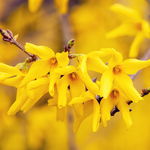 Forsycja pośrednia 'Lynwood Gold' (Forsythia × intermedia) Doniczka 2.0L