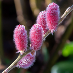 Wierzba smukłoszyjkowa 'Mount Aso' Różowe Bazie (Salix gracilistyla) 2.0L