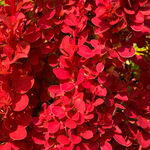 Berberys Thunberga 'Orange Ice' Pomarańczowy(Berberis thunbergii) 2.0L