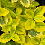 Trzmielina Fortune’a 'Emerald 'n' Gold' Złota (Euonymus fortunei) 2.0L
