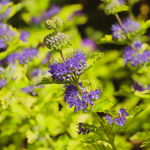 Barbula klandońska 'Worcester Gold' (Caryopteris clandonensis) Doniczka 2L