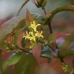 Zadrzewnia bezogonkowa 'Butterfly' (Diervilla sessilifolia) Doniczka 2.0L