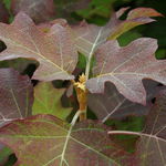 Hortensja dębolistna 'Burgundy' (Hydrangea quercifolia) Doniczka 2.0L