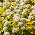 Pęcherznica kalinolistna 'Nugget' (Physocarpus opulifolius) Doniczka 2.0L
