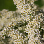 Tawuła nippońska 'White Carpet' (Spiraea nipponica) Doniczka 2.0L