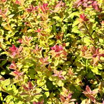 Tawuła japońska 'Sparkling Champagne' (Spiraea japonica) Doniczka 2.0L