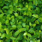 Trzmielina Fortune'a 'Coloratus' (Euonymus fortunei) Doniczka 2.0L
