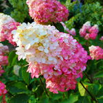 Hortensja bukietowa 'Sundae Fraise' (Hydrangea paniculata) Doniczka 2.0L