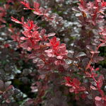 Berberys Thunberga 'Dart's Red Lady' (Berberis thunbergii) Poj. 2.0L