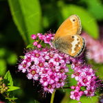Tawuła japońska 'Japanese Dwarf' (Spiraea japonica) Poj. P13