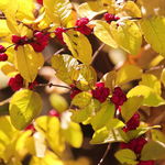 Śnieguliczka Chenaulta Żółta złota (Symphoricarpos ×chenaultii) Poj. 2.0L