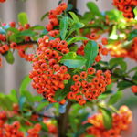 Ognik szkarłatny 'Rufin' (Pyracantha coccinea) Pomarańczowy Doniczka 3.0L