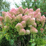 Hortensja bukietowa 'Grandiflora' (Hydrangea paniculata) Doniczka 2.0L