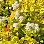 Tawuła brzozolistna 'Tor Gold' Złota  (Spiraea betulifolia) Doniczka 2.0L