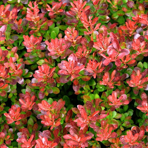 Berberys Thunberga 'Atropurpurea Nana' Czerwony (Berberis thunbergii) 2.0L