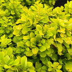 Berberys Thunberga 'Mini Gold' Miniaturowy Złoty (Berberis thunbergii) 2.0L