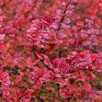 Berberys Thunberga 'Red Carpet' Czerwony Okrywowy (Berberis thunbergii)