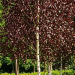 Brzoza brodawkowata 'Purpurea' Fioletowe Liście (Betula pendula) 2.0L