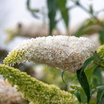 Budleja Dawida 'White Profusion' Biała (Buddleja davidii) Doniczka 5.0L