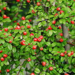 Irga szwedzka 'Coral Beauty' (Cotoneaster suecicus) Doniczka 1.0L