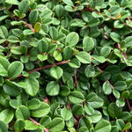 Irga płożąca 'Queen of Carpet' (Cotoneaster procumbens) Doniczka 1.0L