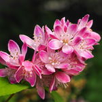 Żylistek mieszańcowy 'Strawberry Fields' (Deutzia hybrida) Doniczka 2.0L