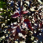 Brzoza brodawkowata 'Royal Frost' 40-60cm (Betula pendula) P13