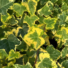 Bluszcz pospolity 'Harold' Żółte Liście (Hedera helix) Doniczka 1.0L