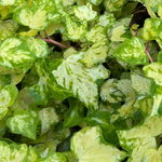 Bluszcz pospolity 'Golden Ingot' Żółty Variegata (Hedera helix) 1.0L