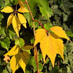 Winobluszcz pięciolistkowy Żółty (Parthenocissus quinquefolia) Doniczka 2L