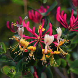 Wiciokrzew japoński 'Purpurea' (Lonicera japonica) Doniczka 2.0L