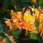 Wiciokrzew Tellmana Pachnące Kwiaty (Lonicera tellmanniana) Doniczka 2.0L