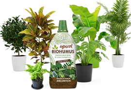 AGRECOL NAWÓZ DO MONSTERY FIKUSA EPIPREMNUM PACHIRY MARANTY BANANOWCA PAPROCI 1L