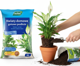 WESTLAND ZIEMIA PODŁOŻE DO SZEFLERY FILODENDRONA ZAMIOKULKASA SANSEWIERY MARANTY