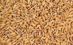 Ryż paddy dla gołębi ptaków gryzoni 1kg
