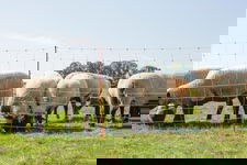 Siatka dla owiec TopLine Net, 50m, 108 cm, poj. szpic, biało-pomarańczowa, Kerbl