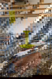 Stacja dezynsekcyjna na trutkę pokarmową na muchy, wisząca/stojąca, Kerbl