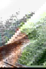 Siatka bezpieczeństwa do okna, 6 x 3 m, przezroczysta, Kerbl