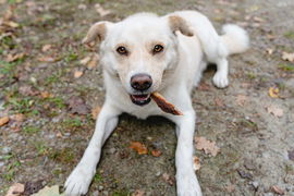 Przysmak dla psa,  królicze uszy faszerowane kaczką, 500 g, Can Agri