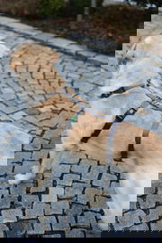 Szelki antyucieczkowe dla psa Miami, 15 mm, 38-52 cm, szare, Kerbl