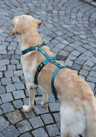 Szelki antyucieczkowe dla psa Miami, 20 mm, 48-70 cm, turkusowe, Kerbl