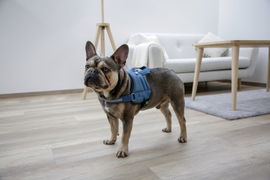 Szelki dla psa Maestro 2.0, 64 - 90 cm x 25 mm, turkusowe, Kerbl