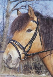 Ogłowie dla konia Standard czarny Pony Covalliero