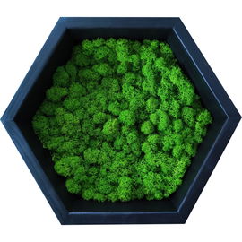 Półka heksagon - Mech Chrobotek