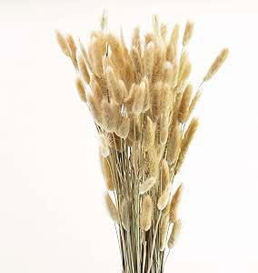Dmuszek Jajowaty Suszony Lagurus Naturalny 70cm