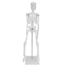 Model ludzkiego szkieletu ruchomy 45 cm edukacyjny model anatomiczny do nauki