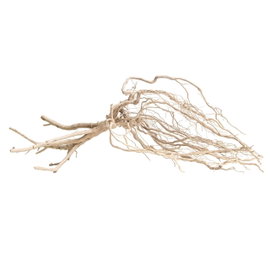 PROGROW AMAZON ROOTS 25-35CM 1SZT.