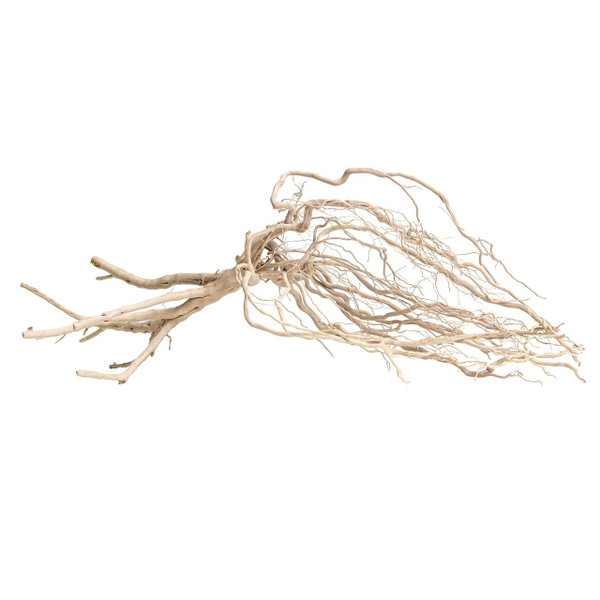 PROGROW AMAZON ROOTS 25-35CM 1SZT.