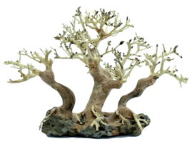 PROGROW BONSAI TREE BT4M 30X16X20CM