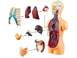DLA DZIECI  ZESTAW EDUKACYJNY MODEL ANATOMICZNY